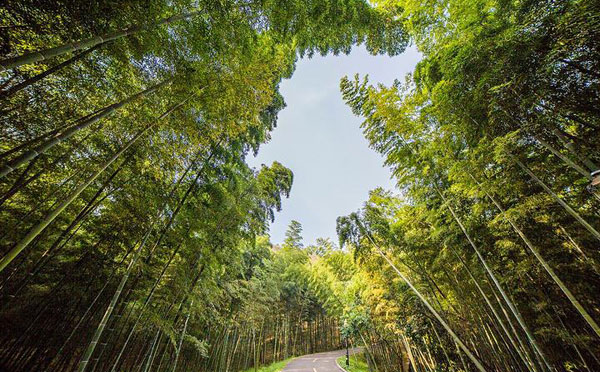 潜山国家森林公园(图4)