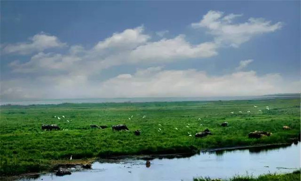 沉湖荆楚湿地度假村