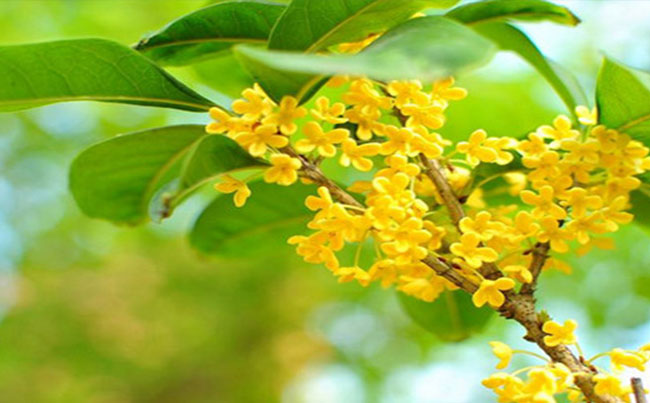武汉看桂花攻略