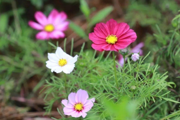武汉波斯菊花海在哪里（观赏地点大全及花期介绍）