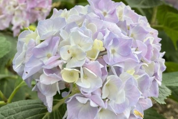 武汉绣球花几月开花（花期+观赏点）