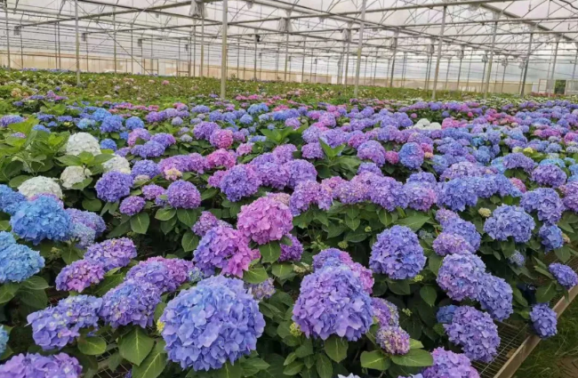 武汉哪里有绣球花基地介绍