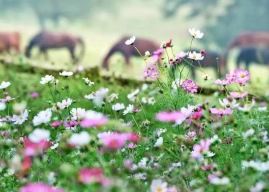 武汉哪里有格桑花花海