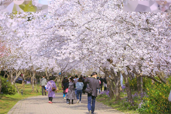 武大樱花花期 最佳赏樱地点