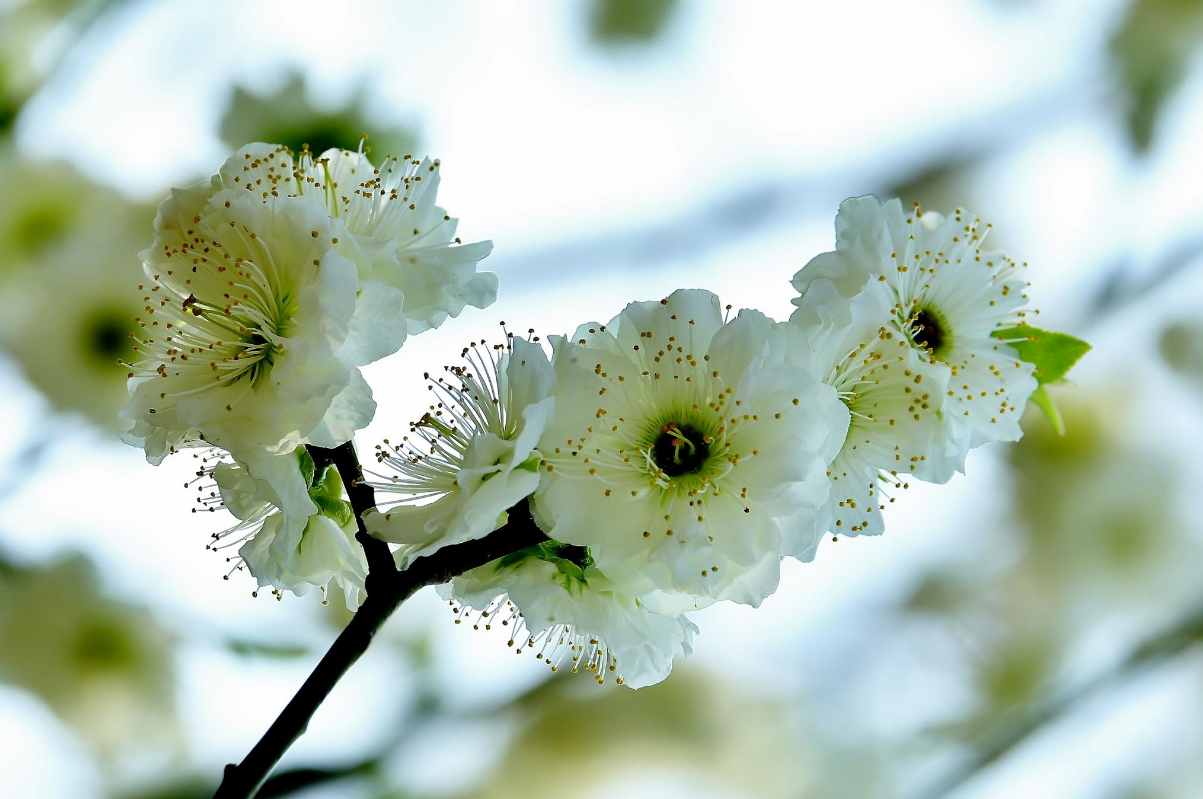 武汉市花 武汉的代表花是什么花