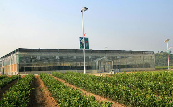 黄袍山国家油茶产业示范园