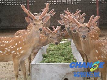 白鹿春养生科普生态园拓展基地