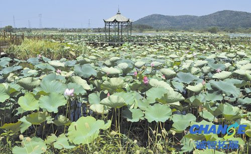 武汉景秀大地生态园