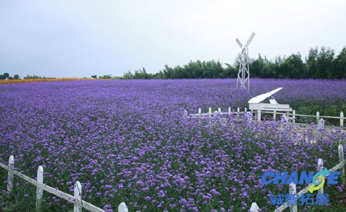 江夏薰衣草庄园
