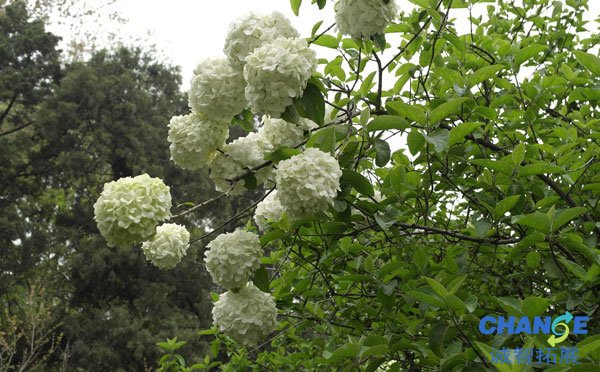 扬州琼花什么时候开 扬州琼花哪里看