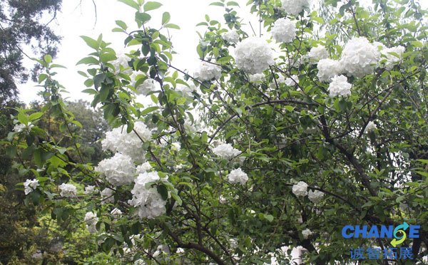 扬州琼花什么时候开 扬州琼花哪里看
