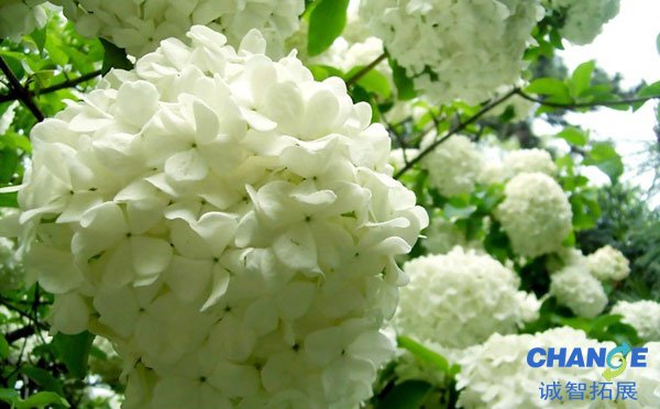 扬州琼花什么时候开 扬州琼花哪里看