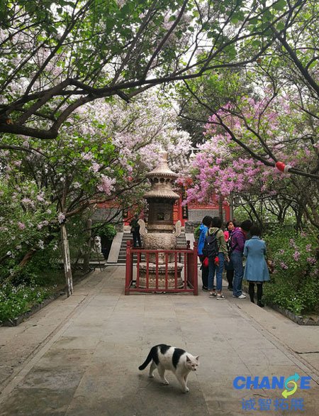北京去哪里赏丁香花 北京赏丁香去哪里