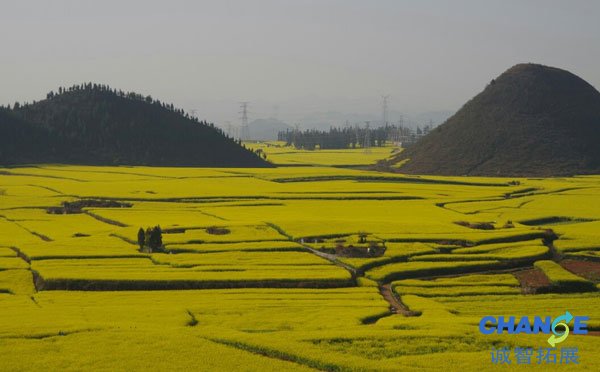 重庆看油菜花：江涌翠堤亲水公园