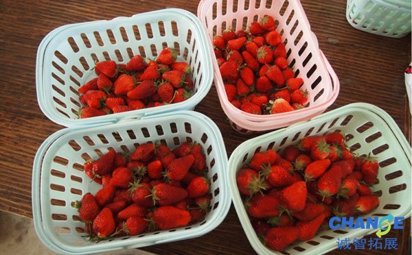 重庆摘草莓：黄家堰村
