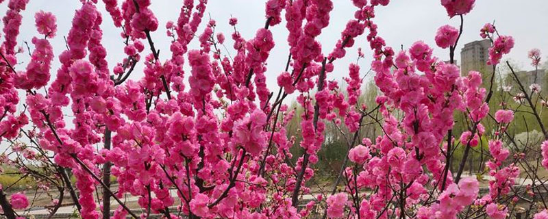 长春樱花岛在哪里