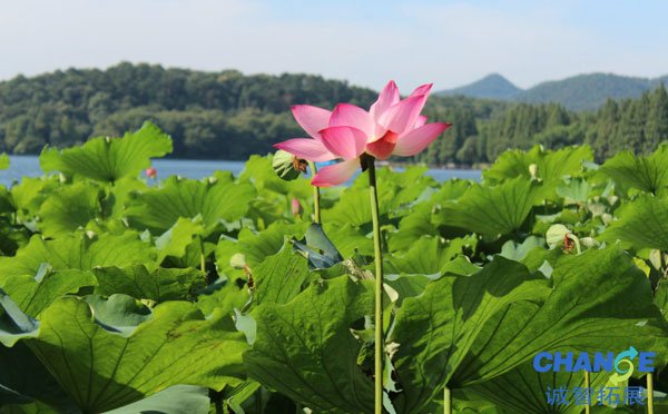 曲院风荷