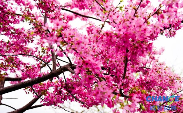 福建漳平永福樱花园