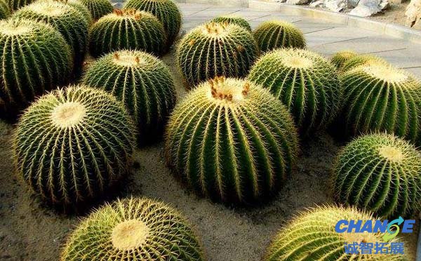 沙漠植物区
