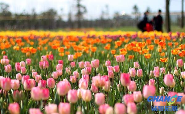 郁金香节