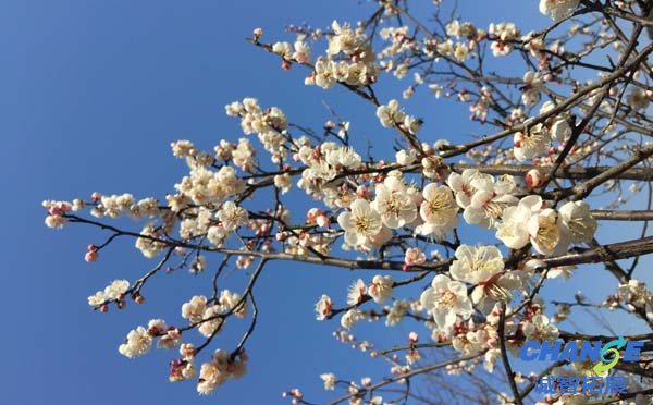梅园梅花