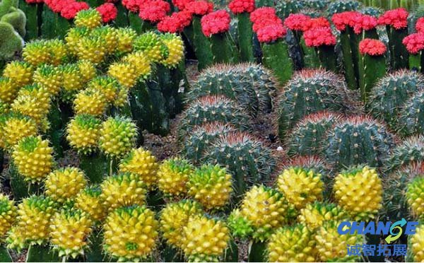 漳州东南花都景区设施