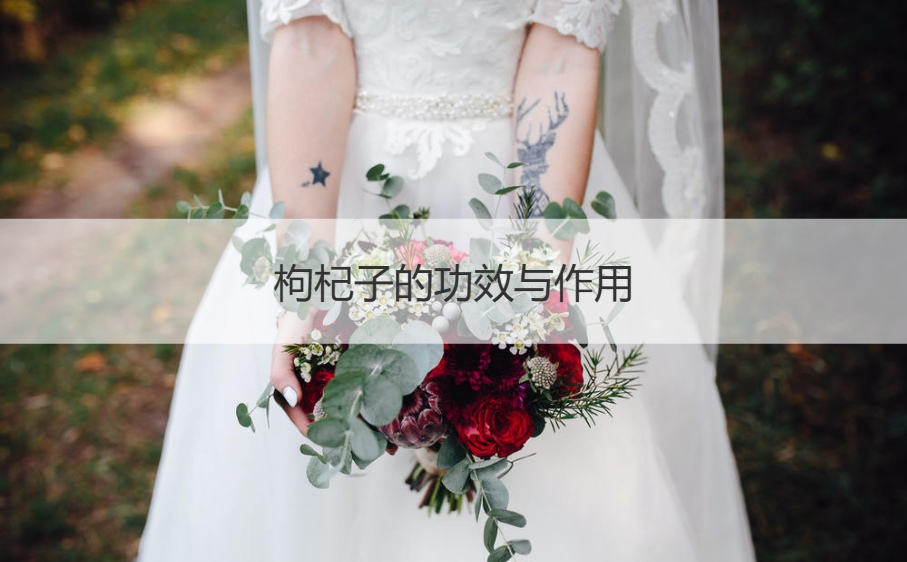 枸杞子的功效与作用 枸杞怎么吃效果最好
