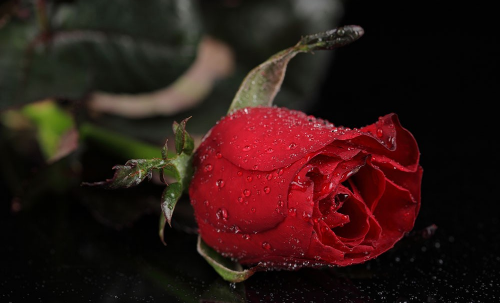 求婚送多少朵玫瑰花合适 求婚用什么颜色的玫瑰花好(图3) 求婚送多少朵玫瑰花合适 求婚用什么颜色的玫瑰花好(图3)