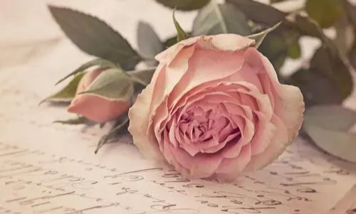 求婚送多少朵玫瑰花合适 求婚用什么颜色的玫瑰花好(图4) 求婚送多少朵玫瑰花合适 求婚用什么颜色的玫瑰花好(图4)