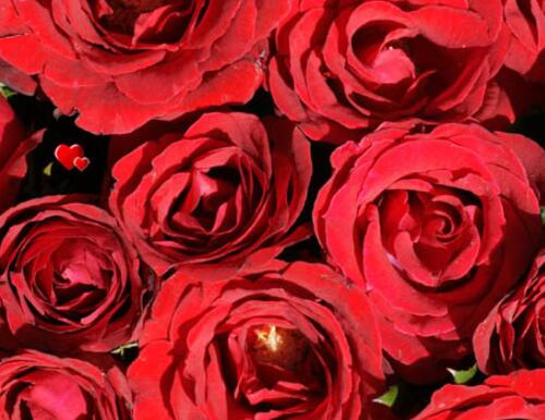 999朵玫瑰花代表什么 玫瑰花送几朵代表什么(图1) 999朵玫瑰花代表什么 玫瑰花送几朵代表什么(图1)
