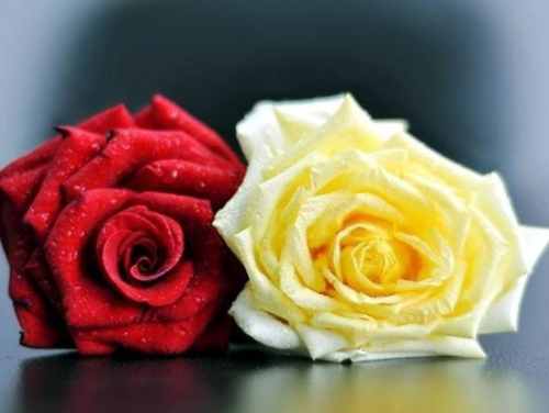 2朵玫瑰花代表什么意思 两朵玫瑰花适合送给什么人(图1) 2朵玫瑰花代表什么意思 两朵玫瑰花适合送给什么人(图1)