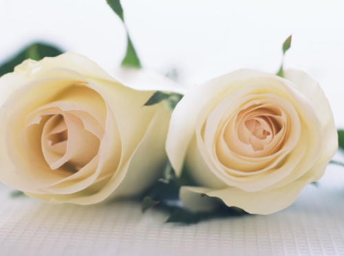 2朵玫瑰花代表什么意思 两朵玫瑰花适合送给什么人(图2) 2朵玫瑰花代表什么意思 两朵玫瑰花适合送给什么人(图2)