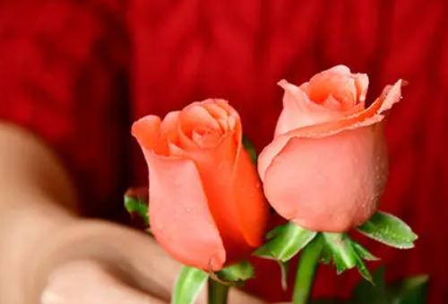 2朵玫瑰花代表什么意思 两朵玫瑰花适合送给什么人(图3) 2朵玫瑰花代表什么意思 两朵玫瑰花适合送给什么人(图3)