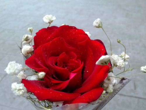 2朵玫瑰花代表什么意思 两朵玫瑰花适合送给什么人(图4) 2朵玫瑰花代表什么意思 两朵玫瑰花适合送给什么人(图4)