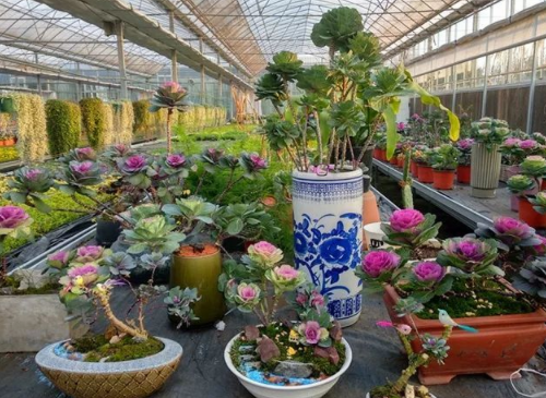 结婚的花是什么花 结婚当天客厅摆放什么花最好(图3) 结婚的花是什么花 结婚当天客厅摆放什么花最好(图3)