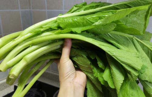 怀孕能吃芥菜吗 怀孕吃芥菜会流血吗(图2) 怀孕能吃芥菜吗 怀孕吃芥菜会流血吗(图2)
