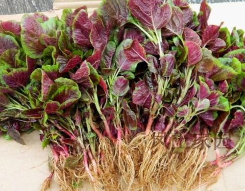 怀孕能吃红苋菜吗 怀孕吃红苋菜肚皮会痒吗(图1) 怀孕能吃红苋菜吗 怀孕吃红苋菜肚皮会痒吗(图1)