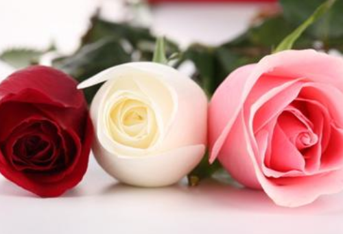 12朵玫瑰花代表什么意思 玫瑰花送几朵合适(图1) 12朵玫瑰花代表什么意思 玫瑰花送几朵合适(图1)