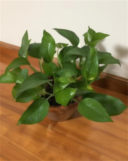 新房放什么植物除甲醛(图2) 新房放什么植物除甲醛(图2)