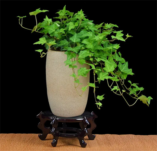 新房放什么植物除甲醛