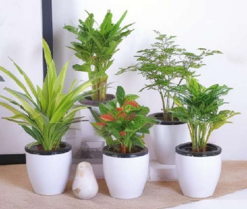 刚装修完的房子怎样去味(图2) 刚装修完的房子怎样去味(图2)