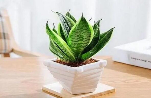 房屋不通透怎么通风(图4) 房屋不通透怎么通风(图4)