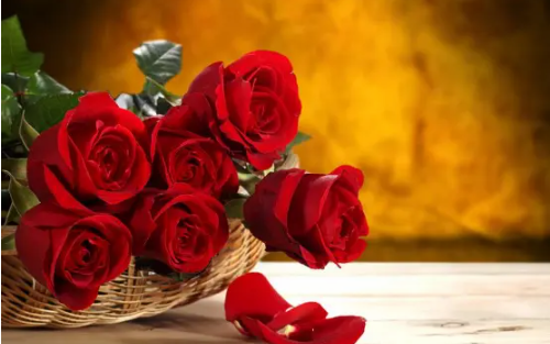 9朵玫瑰花代表什么意思 一束9朵玫瑰花多少钱(图2) 9朵玫瑰花代表什么意思 一束9朵玫瑰花多少钱(图2)