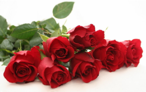 9朵玫瑰花代表什么意思 一束9朵玫瑰花多少钱(图1) 9朵玫瑰花代表什么意思 一束9朵玫瑰花多少钱(图1)