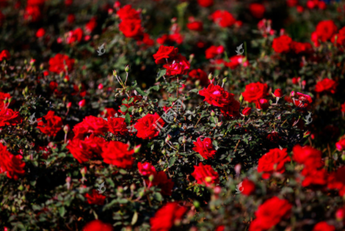 9朵玫瑰花代表什么意思 一束9朵玫瑰花多少钱(图3) 9朵玫瑰花代表什么意思 一束9朵玫瑰花多少钱(图3)