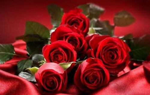 34朵玫瑰花代表什么意思 27朵玫瑰花语是什么意思(图4) 34朵玫瑰花代表什么意思 27朵玫瑰花语是什么意思(图4)