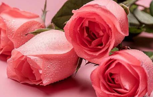 34朵玫瑰花代表什么意思 27朵玫瑰花语是什么意思(图2) 34朵玫瑰花代表什么意思 27朵玫瑰花语是什么意思(图2)