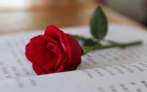 23朵玫瑰花代表什么意思 玫瑰花的朵数有什么意义(图2) 23朵玫瑰花代表什么意思 玫瑰花的朵数有什么意义(图2)