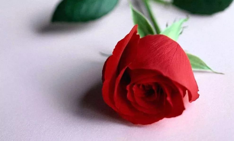 23朵玫瑰花代表什么意思 玫瑰花的朵数有什么意义(图4) 23朵玫瑰花代表什么意思 玫瑰花的朵数有什么意义(图4)