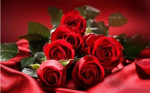 29朵玫瑰花是什么意思 29朵玫瑰花要多少钱(图2) 29朵玫瑰花是什么意思 29朵玫瑰花要多少钱(图2)